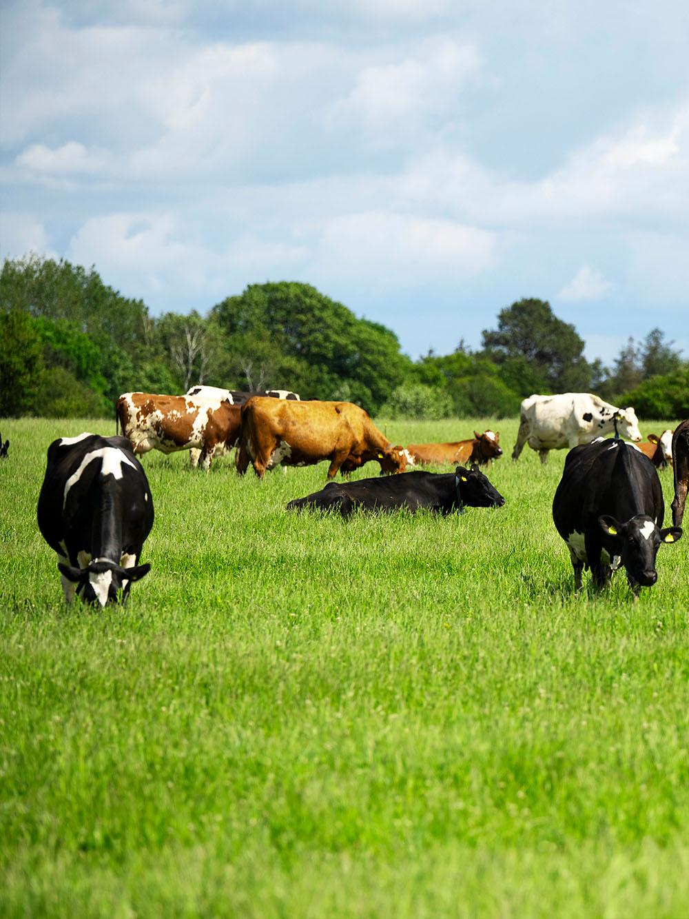 DairyPro Forage Mix
